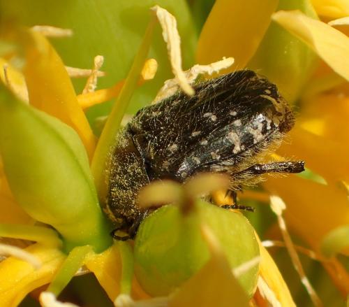 Oxythyrea funesta